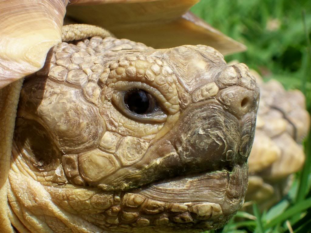 Tortoise ears????? Tortoise Forum